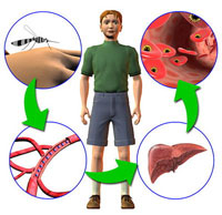 malaria_cycle